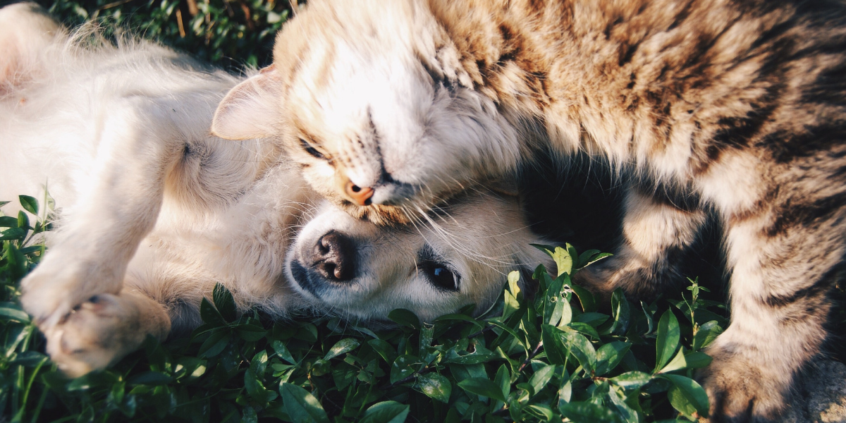Image of pets in the grass