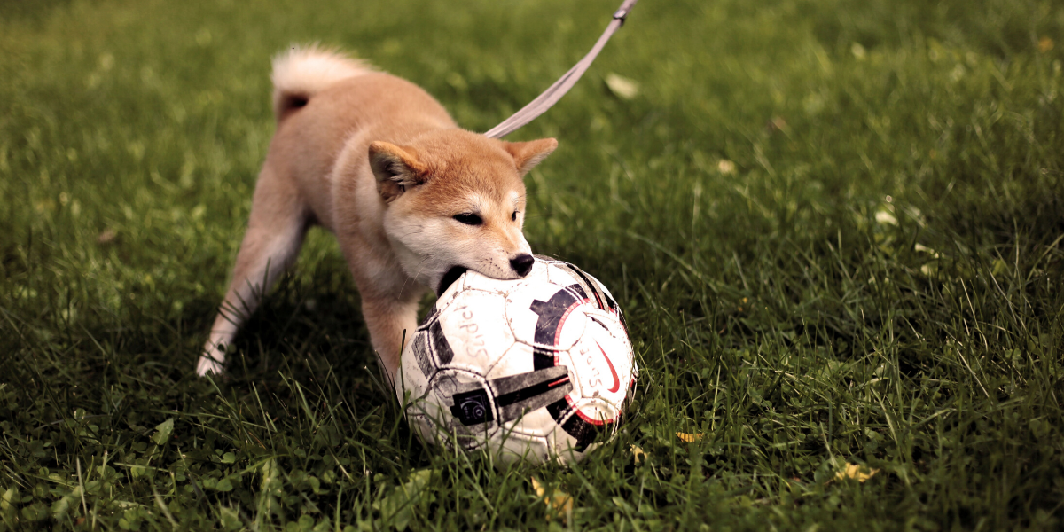 Image of volunteer dog walking and football