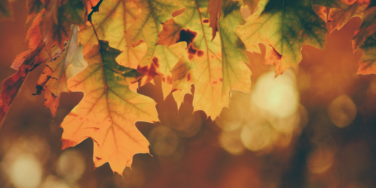 Image of autumnal leaves